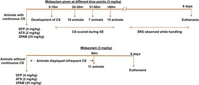 Differential Impact of Severity and Duration of Status Epilepticus, Medical Countermeasures, and a Disease-Modifier, Saracatinib, on Brain Regions in the Rat Diisopropylfluorophosphate Model